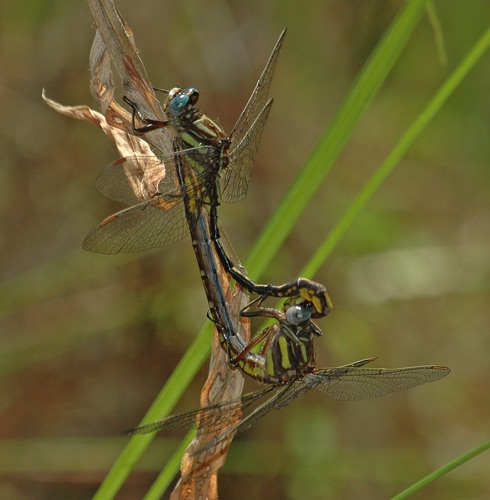 Pair in copula
2006_05_02_Floyd